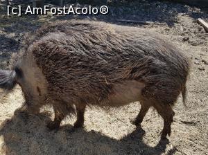 [P23] Un domn porc mistreț avea treabă.  » foto by Floryn81
 - 
<span class="allrVoted glyphicon glyphicon-heart hidden" id="av994112"></span>
<a class="m-l-10 hidden" id="sv994112" onclick="voting_Foto_DelVot(,994112,16883)" role="button">șterge vot <span class="glyphicon glyphicon-remove"></span></a>
<a id="v9994112" class=" c-red"  onclick="voting_Foto_SetVot(994112)" role="button"><span class="glyphicon glyphicon-heart-empty"></span> <b>LIKE</b> = Votează poza</a> <img class="hidden"  id="f994112W9" src="/imagini/loader.gif" border="0" /><span class="AjErrMes hidden" id="e994112ErM"></span>