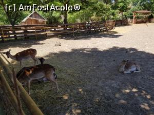 [P24] Țarcul căprioarelor.  » foto by Floryn81
 - 
<span class="allrVoted glyphicon glyphicon-heart hidden" id="av994113"></span>
<a class="m-l-10 hidden" id="sv994113" onclick="voting_Foto_DelVot(,994113,16883)" role="button">șterge vot <span class="glyphicon glyphicon-remove"></span></a>
<a id="v9994113" class=" c-red"  onclick="voting_Foto_SetVot(994113)" role="button"><span class="glyphicon glyphicon-heart-empty"></span> <b>LIKE</b> = Votează poza</a> <img class="hidden"  id="f994113W9" src="/imagini/loader.gif" border="0" /><span class="AjErrMes hidden" id="e994113ErM"></span>
