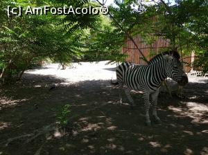 [P25] Zebra se relaxa la umbra copacilor.  » foto by Floryn81
 - 
<span class="allrVoted glyphicon glyphicon-heart hidden" id="av994114"></span>
<a class="m-l-10 hidden" id="sv994114" onclick="voting_Foto_DelVot(,994114,16883)" role="button">șterge vot <span class="glyphicon glyphicon-remove"></span></a>
<a id="v9994114" class=" c-red"  onclick="voting_Foto_SetVot(994114)" role="button"><span class="glyphicon glyphicon-heart-empty"></span> <b>LIKE</b> = Votează poza</a> <img class="hidden"  id="f994114W9" src="/imagini/loader.gif" border="0" /><span class="AjErrMes hidden" id="e994114ErM"></span>