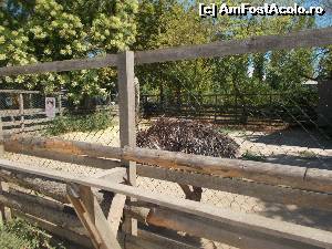 [P20] Struțul - puțin agitat la dorința noastră de a-l fotografia.  » foto by amalia80
 - 
<span class="allrVoted glyphicon glyphicon-heart hidden" id="av649969"></span>
<a class="m-l-10 hidden" id="sv649969" onclick="voting_Foto_DelVot(,649969,16883)" role="button">șterge vot <span class="glyphicon glyphicon-remove"></span></a>
<a id="v9649969" class=" c-red"  onclick="voting_Foto_SetVot(649969)" role="button"><span class="glyphicon glyphicon-heart-empty"></span> <b>LIKE</b> = Votează poza</a> <img class="hidden"  id="f649969W9" src="/imagini/loader.gif" border="0" /><span class="AjErrMes hidden" id="e649969ErM"></span>