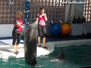 [P09] Salturile delfinilor au fost deliciul publicului.  » foto by amalia80
 - 
<span class="allrVoted glyphicon glyphicon-heart hidden" id="av649958"></span>
<a class="m-l-10 hidden" id="sv649958" onclick="voting_Foto_DelVot(,649958,16883)" role="button">șterge vot <span class="glyphicon glyphicon-remove"></span></a>
<a id="v9649958" class=" c-red"  onclick="voting_Foto_SetVot(649958)" role="button"><span class="glyphicon glyphicon-heart-empty"></span> <b>LIKE</b> = Votează poza</a> <img class="hidden"  id="f649958W9" src="/imagini/loader.gif" border="0" /><span class="AjErrMes hidden" id="e649958ErM"></span>