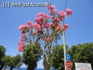 [P32] Leandrii roz, parfumați, exact ca un buchet de flori.  » foto by maryka
 - 
<span class="allrVoted glyphicon glyphicon-heart hidden" id="av920969"></span>
<a class="m-l-10 hidden" id="sv920969" onclick="voting_Foto_DelVot(,920969,16947)" role="button">șterge vot <span class="glyphicon glyphicon-remove"></span></a>
<a id="v9920969" class=" c-red"  onclick="voting_Foto_SetVot(920969)" role="button"><span class="glyphicon glyphicon-heart-empty"></span> <b>LIKE</b> = Votează poza</a> <img class="hidden"  id="f920969W9" src="/imagini/loader.gif" border="0" /><span class="AjErrMes hidden" id="e920969ErM"></span>
