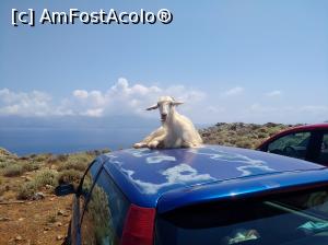 [P13] Balos, capra la solar » foto by Catalin Mate
 - 
<span class="allrVoted glyphicon glyphicon-heart hidden" id="av974979"></span>
<a class="m-l-10 hidden" id="sv974979" onclick="voting_Foto_DelVot(,974979,16947)" role="button">șterge vot <span class="glyphicon glyphicon-remove"></span></a>
<a id="v9974979" class=" c-red"  onclick="voting_Foto_SetVot(974979)" role="button"><span class="glyphicon glyphicon-heart-empty"></span> <b>LIKE</b> = Votează poza</a> <img class="hidden"  id="f974979W9" src="/imagini/loader.gif" border="0" /><span class="AjErrMes hidden" id="e974979ErM"></span>