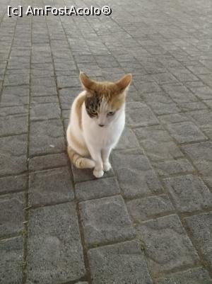[P39] Hello Kity » foto by Catalin Mate
 - 
<span class="allrVoted glyphicon glyphicon-heart hidden" id="av975005"></span>
<a class="m-l-10 hidden" id="sv975005" onclick="voting_Foto_DelVot(,975005,16947)" role="button">șterge vot <span class="glyphicon glyphicon-remove"></span></a>
<a id="v9975005" class=" c-red"  onclick="voting_Foto_SetVot(975005)" role="button"><span class="glyphicon glyphicon-heart-empty"></span> <b>LIKE</b> = Votează poza</a> <img class="hidden"  id="f975005W9" src="/imagini/loader.gif" border="0" /><span class="AjErrMes hidden" id="e975005ErM"></span>