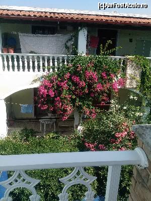 [P06] flori colorate, plante agatatoare » foto by Paloma
 - 
<span class="allrVoted glyphicon glyphicon-heart hidden" id="av632556"></span>
<a class="m-l-10 hidden" id="sv632556" onclick="voting_Foto_DelVot(,632556,16963)" role="button">șterge vot <span class="glyphicon glyphicon-remove"></span></a>
<a id="v9632556" class=" c-red"  onclick="voting_Foto_SetVot(632556)" role="button"><span class="glyphicon glyphicon-heart-empty"></span> <b>LIKE</b> = Votează poza</a> <img class="hidden"  id="f632556W9" src="/imagini/loader.gif" border="0" /><span class="AjErrMes hidden" id="e632556ErM"></span>