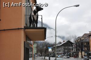 [P14] Vacile la loc de cinste » foto by DOINITA
 - 
<span class="allrVoted glyphicon glyphicon-heart hidden" id="av945638"></span>
<a class="m-l-10 hidden" id="sv945638" onclick="voting_Foto_DelVot(,945638,17056)" role="button">șterge vot <span class="glyphicon glyphicon-remove"></span></a>
<a id="v9945638" class=" c-red"  onclick="voting_Foto_SetVot(945638)" role="button"><span class="glyphicon glyphicon-heart-empty"></span> <b>LIKE</b> = Votează poza</a> <img class="hidden"  id="f945638W9" src="/imagini/loader.gif" border="0" /><span class="AjErrMes hidden" id="e945638ErM"></span>