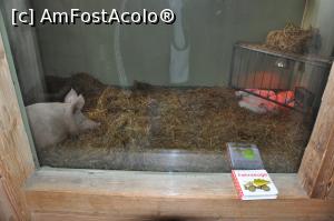 [P25] Si vecinii de peste... geam » foto by DOINITA
 - 
<span class="allrVoted glyphicon glyphicon-heart hidden" id="av946670"></span>
<a class="m-l-10 hidden" id="sv946670" onclick="voting_Foto_DelVot(,946670,17056)" role="button">șterge vot <span class="glyphicon glyphicon-remove"></span></a>
<a id="v9946670" class=" c-red"  onclick="voting_Foto_SetVot(946670)" role="button"><span class="glyphicon glyphicon-heart-empty"></span> <b>LIKE</b> = Votează poza</a> <img class="hidden"  id="f946670W9" src="/imagini/loader.gif" border="0" /><span class="AjErrMes hidden" id="e946670ErM"></span>