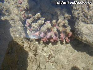 [P01] corali la plaja » foto by sissysist
 - 
<span class="allrVoted glyphicon glyphicon-heart hidden" id="av540205"></span>
<a class="m-l-10 hidden" id="sv540205" onclick="voting_Foto_DelVot(,540205,17067)" role="button">șterge vot <span class="glyphicon glyphicon-remove"></span></a>
<a id="v9540205" class=" c-red"  onclick="voting_Foto_SetVot(540205)" role="button"><span class="glyphicon glyphicon-heart-empty"></span> <b>LIKE</b> = Votează poza</a> <img class="hidden"  id="f540205W9" src="/imagini/loader.gif" border="0" /><span class="AjErrMes hidden" id="e540205ErM"></span>