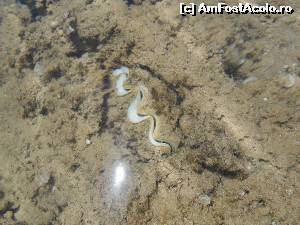 [P13] scoica cu perla dar nu am reusit sa o dezlipim de stanca » foto by sissysist
 - 
<span class="allrVoted glyphicon glyphicon-heart hidden" id="av540217"></span>
<a class="m-l-10 hidden" id="sv540217" onclick="voting_Foto_DelVot(,540217,17067)" role="button">șterge vot <span class="glyphicon glyphicon-remove"></span></a>
<a id="v9540217" class=" c-red"  onclick="voting_Foto_SetVot(540217)" role="button"><span class="glyphicon glyphicon-heart-empty"></span> <b>LIKE</b> = Votează poza</a> <img class="hidden"  id="f540217W9" src="/imagini/loader.gif" border="0" /><span class="AjErrMes hidden" id="e540217ErM"></span>