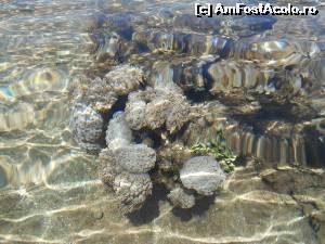 [P29] corali » foto by sissysist
 - 
<span class="allrVoted glyphicon glyphicon-heart hidden" id="av540233"></span>
<a class="m-l-10 hidden" id="sv540233" onclick="voting_Foto_DelVot(,540233,17067)" role="button">șterge vot <span class="glyphicon glyphicon-remove"></span></a>
<a id="v9540233" class=" c-red"  onclick="voting_Foto_SetVot(540233)" role="button"><span class="glyphicon glyphicon-heart-empty"></span> <b>LIKE</b> = Votează poza</a> <img class="hidden"  id="f540233W9" src="/imagini/loader.gif" border="0" /><span class="AjErrMes hidden" id="e540233ErM"></span>