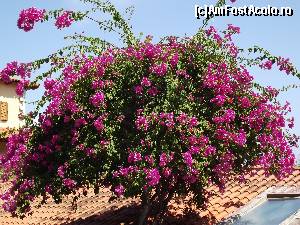 [P16] Un copac de bougainvillea ce încântă trecătorii de pe stradă » foto by irinad
 - 
<span class="allrVoted glyphicon glyphicon-heart hidden" id="av680112"></span>
<a class="m-l-10 hidden" id="sv680112" onclick="voting_Foto_DelVot(,680112,17072)" role="button">șterge vot <span class="glyphicon glyphicon-remove"></span></a>
<a id="v9680112" class=" c-red"  onclick="voting_Foto_SetVot(680112)" role="button"><span class="glyphicon glyphicon-heart-empty"></span> <b>LIKE</b> = Votează poza</a> <img class="hidden"  id="f680112W9" src="/imagini/loader.gif" border="0" /><span class="AjErrMes hidden" id="e680112ErM"></span>