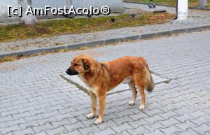 [P19] Câine ce ne-a însoțit peste tot fără să ceară nimic » foto by ux118055
 - 
<span class="allrVoted glyphicon glyphicon-heart hidden" id="av1206844"></span>
<a class="m-l-10 hidden" id="sv1206844" onclick="voting_Foto_DelVot(,1206844,17088)" role="button">șterge vot <span class="glyphicon glyphicon-remove"></span></a>
<a id="v91206844" class=" c-red"  onclick="voting_Foto_SetVot(1206844)" role="button"><span class="glyphicon glyphicon-heart-empty"></span> <b>LIKE</b> = Votează poza</a> <img class="hidden"  id="f1206844W9" src="/imagini/loader.gif" border="0" /><span class="AjErrMes hidden" id="e1206844ErM"></span>