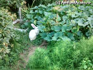 [P15] 'Micuții' prieteni urechiați.  » foto by amavio
 - 
<span class="allrVoted glyphicon glyphicon-heart hidden" id="av648432"></span>
<a class="m-l-10 hidden" id="sv648432" onclick="voting_Foto_DelVot(,648432,17276)" role="button">șterge vot <span class="glyphicon glyphicon-remove"></span></a>
<a id="v9648432" class=" c-red"  onclick="voting_Foto_SetVot(648432)" role="button"><span class="glyphicon glyphicon-heart-empty"></span> <b>LIKE</b> = Votează poza</a> <img class="hidden"  id="f648432W9" src="/imagini/loader.gif" border="0" /><span class="AjErrMes hidden" id="e648432ErM"></span>