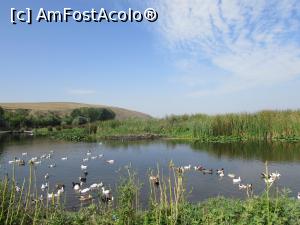 [P45] Dimineața pe baltă » foto by crismis
 - 
<span class="allrVoted glyphicon glyphicon-heart hidden" id="av810735"></span>
<a class="m-l-10 hidden" id="sv810735" onclick="voting_Foto_DelVot(,810735,17355)" role="button">șterge vot <span class="glyphicon glyphicon-remove"></span></a>
<a id="v9810735" class=" c-red"  onclick="voting_Foto_SetVot(810735)" role="button"><span class="glyphicon glyphicon-heart-empty"></span> <b>LIKE</b> = Votează poza</a> <img class="hidden"  id="f810735W9" src="/imagini/loader.gif" border="0" /><span class="AjErrMes hidden" id="e810735ErM"></span>