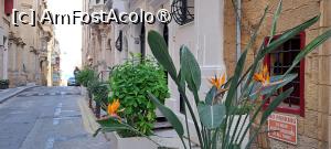 [P02] O delicată strelitzia în apropiere de intrarea în Casa Rocca Piccola » foto by irinad
 - 
<span class="allrVoted glyphicon glyphicon-heart hidden" id="av1515383"></span>
<a class="m-l-10 hidden" id="sv1515383" onclick="voting_Foto_DelVot(,1515383,17454)" role="button">șterge vot <span class="glyphicon glyphicon-remove"></span></a>
<a id="v91515383" class=" c-red"  onclick="voting_Foto_SetVot(1515383)" role="button"><span class="glyphicon glyphicon-heart-empty"></span> <b>LIKE</b> = Votează poza</a> <img class="hidden"  id="f1515383W9" src="/imagini/loader.gif" border="0" /><span class="AjErrMes hidden" id="e1515383ErM"></span>