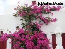 [P10] Oia: Cine poate iubi mai mult soarele din Santorini decat Bughenvilea (sau Floarea de hartie}? » foto by motaneata
 - 
<span class="allrVoted glyphicon glyphicon-heart hidden" id="av160118"></span>
<a class="m-l-10 hidden" id="sv160118" onclick="voting_Foto_DelVot(,160118,17461)" role="button">șterge vot <span class="glyphicon glyphicon-remove"></span></a>
<a id="v9160118" class=" c-red"  onclick="voting_Foto_SetVot(160118)" role="button"><span class="glyphicon glyphicon-heart-empty"></span> <b>LIKE</b> = Votează poza</a> <img class="hidden"  id="f160118W9" src="/imagini/loader.gif" border="0" /><span class="AjErrMes hidden" id="e160118ErM"></span>