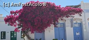 [P11] Bougainvillea de Folegandros » foto by irinad
 - 
<span class="allrVoted glyphicon glyphicon-heart hidden" id="av1390080"></span>
<a class="m-l-10 hidden" id="sv1390080" onclick="voting_Foto_DelVot(,1390080,17461)" role="button">șterge vot <span class="glyphicon glyphicon-remove"></span></a>
<a id="v91390080" class=" c-red"  onclick="voting_Foto_SetVot(1390080)" role="button"><span class="glyphicon glyphicon-heart-empty"></span> <b>LIKE</b> = Votează poza</a> <img class="hidden"  id="f1390080W9" src="/imagini/loader.gif" border="0" /><span class="AjErrMes hidden" id="e1390080ErM"></span>