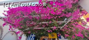 [P43] Bougainvillea din Oia » foto by irinad
 - 
<span class="allrVoted glyphicon glyphicon-heart hidden" id="av1390112"></span>
<a class="m-l-10 hidden" id="sv1390112" onclick="voting_Foto_DelVot(,1390112,17461)" role="button">șterge vot <span class="glyphicon glyphicon-remove"></span></a>
<a id="v91390112" class=" c-red"  onclick="voting_Foto_SetVot(1390112)" role="button"><span class="glyphicon glyphicon-heart-empty"></span> <b>LIKE</b> = Votează poza</a> <img class="hidden"  id="f1390112W9" src="/imagini/loader.gif" border="0" /><span class="AjErrMes hidden" id="e1390112ErM"></span>