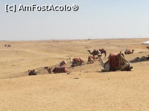 [P02] Poza este făcută în excursia la Cairo. La PIRAMIDE.  » foto by Simona12345
 - 
<span class="allrVoted glyphicon glyphicon-heart hidden" id="av1002254"></span>
<a class="m-l-10 hidden" id="sv1002254" onclick="voting_Foto_DelVot(,1002254,17478)" role="button">șterge vot <span class="glyphicon glyphicon-remove"></span></a>
<a id="v91002254" class=" c-red"  onclick="voting_Foto_SetVot(1002254)" role="button"><span class="glyphicon glyphicon-heart-empty"></span> <b>LIKE</b> = Votează poza</a> <img class="hidden"  id="f1002254W9" src="/imagini/loader.gif" border="0" /><span class="AjErrMes hidden" id="e1002254ErM"></span>