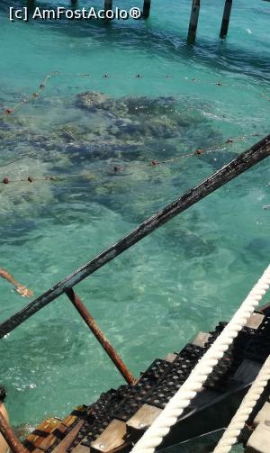 [P04] Se pot vedea coralii și bolovanii. Așa e peste tot!!! » foto by Simona12345
 - 
<span class="allrVoted glyphicon glyphicon-heart hidden" id="av1002291"></span>
<a class="m-l-10 hidden" id="sv1002291" onclick="voting_Foto_DelVot(,1002291,17478)" role="button">șterge vot <span class="glyphicon glyphicon-remove"></span></a>
<a id="v91002291" class=" c-red"  onclick="voting_Foto_SetVot(1002291)" role="button"><span class="glyphicon glyphicon-heart-empty"></span> <b>LIKE</b> = Votează poza</a> <img class="hidden"  id="f1002291W9" src="/imagini/loader.gif" border="0" /><span class="AjErrMes hidden" id="e1002291ErM"></span>