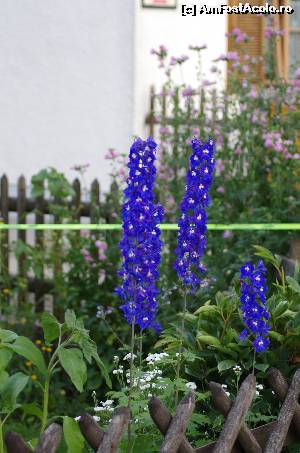 [P06] Flori in curte la Haus Almfried » foto by osna
 - 
<span class="allrVoted glyphicon glyphicon-heart hidden" id="av557925"></span>
<a class="m-l-10 hidden" id="sv557925" onclick="voting_Foto_DelVot(,557925,17493)" role="button">șterge vot <span class="glyphicon glyphicon-remove"></span></a>
<a id="v9557925" class=" c-red"  onclick="voting_Foto_SetVot(557925)" role="button"><span class="glyphicon glyphicon-heart-empty"></span> <b>LIKE</b> = Votează poza</a> <img class="hidden"  id="f557925W9" src="/imagini/loader.gif" border="0" /><span class="AjErrMes hidden" id="e557925ErM"></span>
