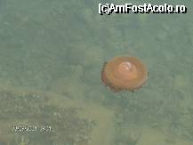 [P19] o meduză măricică în portul Volos » foto by mirelopodu*
 - 
<span class="allrVoted glyphicon glyphicon-heart hidden" id="av34311"></span>
<a class="m-l-10 hidden" id="sv34311" onclick="voting_Foto_DelVot(,34311,17499)" role="button">șterge vot <span class="glyphicon glyphicon-remove"></span></a>
<a id="v934311" class=" c-red"  onclick="voting_Foto_SetVot(34311)" role="button"><span class="glyphicon glyphicon-heart-empty"></span> <b>LIKE</b> = Votează poza</a> <img class="hidden"  id="f34311W9" src="/imagini/loader.gif" border="0" /><span class="AjErrMes hidden" id="e34311ErM"></span>