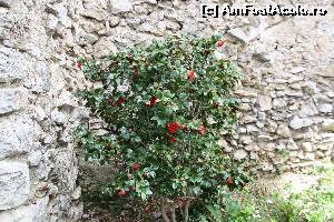 [P38] O tufa de camelii inflorite » foto by DOINITA
 - 
<span class="allrVoted glyphicon glyphicon-heart hidden" id="av609678"></span>
<a class="m-l-10 hidden" id="sv609678" onclick="voting_Foto_DelVot(,609678,17505)" role="button">șterge vot <span class="glyphicon glyphicon-remove"></span></a>
<a id="v9609678" class=" c-red"  onclick="voting_Foto_SetVot(609678)" role="button"><span class="glyphicon glyphicon-heart-empty"></span> <b>LIKE</b> = Votează poza</a> <img class="hidden"  id="f609678W9" src="/imagini/loader.gif" border="0" /><span class="AjErrMes hidden" id="e609678ErM"></span>