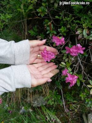 [P10] Rododendron inca inflorit. sezonul era pe sfarsite, dar am vazut destule flori cat sa ne umplem ochii si inima... » foto by fra
 - 
<span class="allrVoted glyphicon glyphicon-heart hidden" id="av653976"></span>
<a class="m-l-10 hidden" id="sv653976" onclick="voting_Foto_DelVot(,653976,17545)" role="button">șterge vot <span class="glyphicon glyphicon-remove"></span></a>
<a id="v9653976" class=" c-red"  onclick="voting_Foto_SetVot(653976)" role="button"><span class="glyphicon glyphicon-heart-empty"></span> <b>LIKE</b> = Votează poza</a> <img class="hidden"  id="f653976W9" src="/imagini/loader.gif" border="0" /><span class="AjErrMes hidden" id="e653976ErM"></span>
