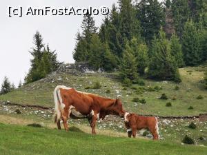 [P03] Vaca cu vitel langa cabana Diana » foto by cata2106
 - 
<span class="allrVoted glyphicon glyphicon-heart hidden" id="av1165532"></span>
<a class="m-l-10 hidden" id="sv1165532" onclick="voting_Foto_DelVot(,1165532,17545)" role="button">șterge vot <span class="glyphicon glyphicon-remove"></span></a>
<a id="v91165532" class=" c-red"  onclick="voting_Foto_SetVot(1165532)" role="button"><span class="glyphicon glyphicon-heart-empty"></span> <b>LIKE</b> = Votează poza</a> <img class="hidden"  id="f1165532W9" src="/imagini/loader.gif" border="0" /><span class="AjErrMes hidden" id="e1165532ErM"></span>
