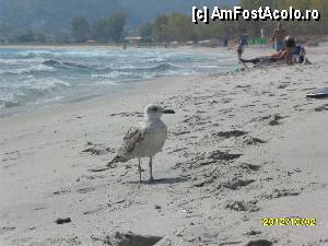 [P31]  -- <small>// FĂRĂ DESCRIERE</small> » foto by flori_floricika
 - 
<span class="allrVoted glyphicon glyphicon-heart hidden" id="av377357"></span>
<a class="m-l-10 hidden" id="sv377357" onclick="voting_Foto_DelVot(,377357,17592)" role="button">șterge vot <span class="glyphicon glyphicon-remove"></span></a>
<a id="v9377357" class=" c-red"  onclick="voting_Foto_SetVot(377357)" role="button"><span class="glyphicon glyphicon-heart-empty"></span> <b>LIKE</b> = Votează poza</a> <img class="hidden"  id="f377357W9" src="/imagini/loader.gif" border="0" /><span class="AjErrMes hidden" id="e377357ErM"></span>