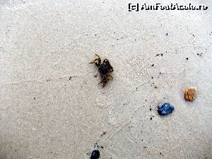 [P37]  -- <small>// FĂRĂ DESCRIERE</small> » foto by cristisch2003
 - 
<span class="allrVoted glyphicon glyphicon-heart hidden" id="av542904"></span>
<a class="m-l-10 hidden" id="sv542904" onclick="voting_Foto_DelVot(,542904,17592)" role="button">șterge vot <span class="glyphicon glyphicon-remove"></span></a>
<a id="v9542904" class=" c-red"  onclick="voting_Foto_SetVot(542904)" role="button"><span class="glyphicon glyphicon-heart-empty"></span> <b>LIKE</b> = Votează poza</a> <img class="hidden"  id="f542904W9" src="/imagini/loader.gif" border="0" /><span class="AjErrMes hidden" id="e542904ErM"></span>