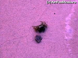 [P38] Un crab surprins intr-o poza suprarealista » foto by cristisch2003
 - 
<span class="allrVoted glyphicon glyphicon-heart hidden" id="av542905"></span>
<a class="m-l-10 hidden" id="sv542905" onclick="voting_Foto_DelVot(,542905,17592)" role="button">șterge vot <span class="glyphicon glyphicon-remove"></span></a>
<a id="v9542905" class=" c-red"  onclick="voting_Foto_SetVot(542905)" role="button"><span class="glyphicon glyphicon-heart-empty"></span> <b>LIKE</b> = Votează poza</a> <img class="hidden"  id="f542905W9" src="/imagini/loader.gif" border="0" /><span class="AjErrMes hidden" id="e542905ErM"></span>