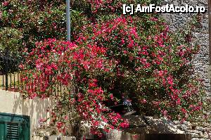 [P24] Boungavillea inflorita in Kioni, insula Itaka » foto by Muffin2009*
 - 
<span class="allrVoted glyphicon glyphicon-heart hidden" id="av440851"></span>
<a class="m-l-10 hidden" id="sv440851" onclick="voting_Foto_DelVot(,440851,17593)" role="button">șterge vot <span class="glyphicon glyphicon-remove"></span></a>
<a id="v9440851" class=" c-red"  onclick="voting_Foto_SetVot(440851)" role="button"><span class="glyphicon glyphicon-heart-empty"></span> <b>LIKE</b> = Votează poza</a> <img class="hidden"  id="f440851W9" src="/imagini/loader.gif" border="0" /><span class="AjErrMes hidden" id="e440851ErM"></span>