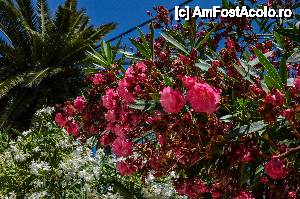 [P34] Leandruinflorit in Kioni, insula Itaka » foto by Muffin2009*
 - 
<span class="allrVoted glyphicon glyphicon-heart hidden" id="av440866"></span>
<a class="m-l-10 hidden" id="sv440866" onclick="voting_Foto_DelVot(,440866,17593)" role="button">șterge vot <span class="glyphicon glyphicon-remove"></span></a>
<a id="v9440866" class=" c-red"  onclick="voting_Foto_SetVot(440866)" role="button"><span class="glyphicon glyphicon-heart-empty"></span> <b>LIKE</b> = Votează poza</a> <img class="hidden"  id="f440866W9" src="/imagini/loader.gif" border="0" /><span class="AjErrMes hidden" id="e440866ErM"></span>