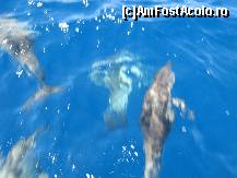 [P01] O intalnire cu delfinii foarte aproape de insula Meganisi » foto by vlado2
 - 
<span class="allrVoted glyphicon glyphicon-heart hidden" id="av466576"></span>
<a class="m-l-10 hidden" id="sv466576" onclick="voting_Foto_DelVot(,466576,17593)" role="button">șterge vot <span class="glyphicon glyphicon-remove"></span></a>
<a id="v9466576" class=" c-red"  onclick="voting_Foto_SetVot(466576)" role="button"><span class="glyphicon glyphicon-heart-empty"></span> <b>LIKE</b> = Votează poza</a> <img class="hidden"  id="f466576W9" src="/imagini/loader.gif" border="0" /><span class="AjErrMes hidden" id="e466576ErM"></span>