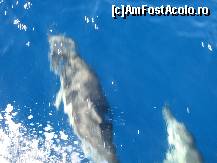 [P02] O intalnire cu delfinii foarte aproape de insula Meganisi » foto by vlado2
 - 
<span class="allrVoted glyphicon glyphicon-heart hidden" id="av466577"></span>
<a class="m-l-10 hidden" id="sv466577" onclick="voting_Foto_DelVot(,466577,17593)" role="button">șterge vot <span class="glyphicon glyphicon-remove"></span></a>
<a id="v9466577" class=" c-red"  onclick="voting_Foto_SetVot(466577)" role="button"><span class="glyphicon glyphicon-heart-empty"></span> <b>LIKE</b> = Votează poza</a> <img class="hidden"  id="f466577W9" src="/imagini/loader.gif" border="0" /><span class="AjErrMes hidden" id="e466577ErM"></span>