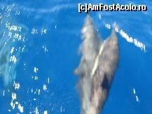 [P03] O intalnire cu delfinii foarte aproape de insula Meganisi » foto by vlado2
 - 
<span class="allrVoted glyphicon glyphicon-heart hidden" id="av466578"></span>
<a class="m-l-10 hidden" id="sv466578" onclick="voting_Foto_DelVot(,466578,17593)" role="button">șterge vot <span class="glyphicon glyphicon-remove"></span></a>
<a id="v9466578" class=" c-red"  onclick="voting_Foto_SetVot(466578)" role="button"><span class="glyphicon glyphicon-heart-empty"></span> <b>LIKE</b> = Votează poza</a> <img class="hidden"  id="f466578W9" src="/imagini/loader.gif" border="0" /><span class="AjErrMes hidden" id="e466578ErM"></span>