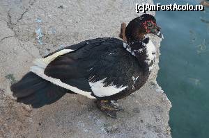 [P56] Oare o fi având balta pește?  » foto by Ioan Raita
 - 
<span class="allrVoted glyphicon glyphicon-heart hidden" id="av574873"></span>
<a class="m-l-10 hidden" id="sv574873" onclick="voting_Foto_DelVot(,574873,17593)" role="button">șterge vot <span class="glyphicon glyphicon-remove"></span></a>
<a id="v9574873" class=" c-red"  onclick="voting_Foto_SetVot(574873)" role="button"><span class="glyphicon glyphicon-heart-empty"></span> <b>LIKE</b> = Votează poza</a> <img class="hidden"  id="f574873W9" src="/imagini/loader.gif" border="0" /><span class="AjErrMes hidden" id="e574873ErM"></span>