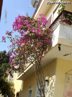 [P72] Farmecul florilor in Grecia » foto by FLOREA ADRIAN
 - 
<span class="allrVoted glyphicon glyphicon-heart hidden" id="av583924"></span>
<a class="m-l-10 hidden" id="sv583924" onclick="voting_Foto_DelVot(,583924,17638)" role="button">șterge vot <span class="glyphicon glyphicon-remove"></span></a>
<a id="v9583924" class=" c-red"  onclick="voting_Foto_SetVot(583924)" role="button"><span class="glyphicon glyphicon-heart-empty"></span> <b>LIKE</b> = Votează poza</a> <img class="hidden"  id="f583924W9" src="/imagini/loader.gif" border="0" /><span class="AjErrMes hidden" id="e583924ErM"></span>