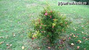 [P03] In gradina » foto by ghidioneanu
 - 
<span class="allrVoted glyphicon glyphicon-heart hidden" id="av570402"></span>
<a class="m-l-10 hidden" id="sv570402" onclick="voting_Foto_DelVot(,570402,17683)" role="button">șterge vot <span class="glyphicon glyphicon-remove"></span></a>
<a id="v9570402" class=" c-red"  onclick="voting_Foto_SetVot(570402)" role="button"><span class="glyphicon glyphicon-heart-empty"></span> <b>LIKE</b> = Votează poza</a> <img class="hidden"  id="f570402W9" src="/imagini/loader.gif" border="0" /><span class="AjErrMes hidden" id="e570402ErM"></span>