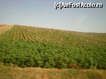 [P10] Excursie Meteora - plantatii de bumbac intalnite in drumul nostru » foto by deliutza27
 - 
<span class="allrVoted glyphicon glyphicon-heart hidden" id="av299260"></span>
<a class="m-l-10 hidden" id="sv299260" onclick="voting_Foto_DelVot(,299260,17685)" role="button">șterge vot <span class="glyphicon glyphicon-remove"></span></a>
<a id="v9299260" class=" c-red"  onclick="voting_Foto_SetVot(299260)" role="button"><span class="glyphicon glyphicon-heart-empty"></span> <b>LIKE</b> = Votează poza</a> <img class="hidden"  id="f299260W9" src="/imagini/loader.gif" border="0" /><span class="AjErrMes hidden" id="e299260ErM"></span>