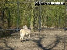 [P11] Gradina Zoologica Tg. Mures - o lama indiferenta, cu spatele la vizitatori » foto by biancuta
 - 
<span class="allrVoted glyphicon glyphicon-heart hidden" id="av67444"></span>
<a class="m-l-10 hidden" id="sv67444" onclick="voting_Foto_DelVot(,67444,17687)" role="button">șterge vot <span class="glyphicon glyphicon-remove"></span></a>
<a id="v967444" class=" c-red"  onclick="voting_Foto_SetVot(67444)" role="button"><span class="glyphicon glyphicon-heart-empty"></span> <b>LIKE</b> = Votează poza</a> <img class="hidden"  id="f67444W9" src="/imagini/loader.gif" border="0" /><span class="AjErrMes hidden" id="e67444ErM"></span>