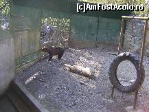 [P13] Gradina Zoologica Tg. Mures - Ursul brun asteptand seminte si pufuleti de la turisti » foto by biancuta
 - 
<span class="allrVoted glyphicon glyphicon-heart hidden" id="av67446"></span>
<a class="m-l-10 hidden" id="sv67446" onclick="voting_Foto_DelVot(,67446,17687)" role="button">șterge vot <span class="glyphicon glyphicon-remove"></span></a>
<a id="v967446" class=" c-red"  onclick="voting_Foto_SetVot(67446)" role="button"><span class="glyphicon glyphicon-heart-empty"></span> <b>LIKE</b> = Votează poza</a> <img class="hidden"  id="f67446W9" src="/imagini/loader.gif" border="0" /><span class="AjErrMes hidden" id="e67446ErM"></span>