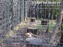 [P17] Gradina Zoologica Tg. Mures- rasul carpatin » foto by biancuta
 - 
<span class="allrVoted glyphicon glyphicon-heart hidden" id="av67450"></span>
<a class="m-l-10 hidden" id="sv67450" onclick="voting_Foto_DelVot(,67450,17687)" role="button">șterge vot <span class="glyphicon glyphicon-remove"></span></a>
<a id="v967450" class=" c-red"  onclick="voting_Foto_SetVot(67450)" role="button"><span class="glyphicon glyphicon-heart-empty"></span> <b>LIKE</b> = Votează poza</a> <img class="hidden"  id="f67450W9" src="/imagini/loader.gif" border="0" /><span class="AjErrMes hidden" id="e67450ErM"></span>