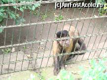 [P22] Gradina Zoologica Tg. Mures - o maimutica jucausa » foto by biancuta
 - 
<span class="allrVoted glyphicon glyphicon-heart hidden" id="av67458"></span>
<a class="m-l-10 hidden" id="sv67458" onclick="voting_Foto_DelVot(,67458,17687)" role="button">șterge vot <span class="glyphicon glyphicon-remove"></span></a>
<a id="v967458" class=" c-red"  onclick="voting_Foto_SetVot(67458)" role="button"><span class="glyphicon glyphicon-heart-empty"></span> <b>LIKE</b> = Votează poza</a> <img class="hidden"  id="f67458W9" src="/imagini/loader.gif" border="0" /><span class="AjErrMes hidden" id="e67458ErM"></span>