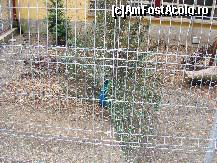 [P23] Gradina Zoologica Tg. Mures- un paun mandru » foto by biancuta
 - 
<span class="allrVoted glyphicon glyphicon-heart hidden" id="av67461"></span>
<a class="m-l-10 hidden" id="sv67461" onclick="voting_Foto_DelVot(,67461,17687)" role="button">șterge vot <span class="glyphicon glyphicon-remove"></span></a>
<a id="v967461" class=" c-red"  onclick="voting_Foto_SetVot(67461)" role="button"><span class="glyphicon glyphicon-heart-empty"></span> <b>LIKE</b> = Votează poza</a> <img class="hidden"  id="f67461W9" src="/imagini/loader.gif" border="0" /><span class="AjErrMes hidden" id="e67461ErM"></span>