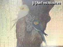 [P24] Gradina Zoologica Tg. Mures - doi papagali » foto by biancuta
 - 
<span class="allrVoted glyphicon glyphicon-heart hidden" id="av67464"></span>
<a class="m-l-10 hidden" id="sv67464" onclick="voting_Foto_DelVot(,67464,17687)" role="button">șterge vot <span class="glyphicon glyphicon-remove"></span></a>
<a id="v967464" class=" c-red"  onclick="voting_Foto_SetVot(67464)" role="button"><span class="glyphicon glyphicon-heart-empty"></span> <b>LIKE</b> = Votează poza</a> <img class="hidden"  id="f67464W9" src="/imagini/loader.gif" border="0" /><span class="AjErrMes hidden" id="e67464ErM"></span>