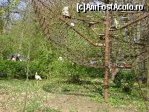 [P03] Gradina Zoologica Tg Mures - barza intr-un picior si cateva maimute cocotate » foto by biancuta
 - 
<span class="allrVoted glyphicon glyphicon-heart hidden" id="av67436"></span>
<a class="m-l-10 hidden" id="sv67436" onclick="voting_Foto_DelVot(,67436,17687)" role="button">șterge vot <span class="glyphicon glyphicon-remove"></span></a>
<a id="v967436" class=" c-red"  onclick="voting_Foto_SetVot(67436)" role="button"><span class="glyphicon glyphicon-heart-empty"></span> <b>LIKE</b> = Votează poza</a> <img class="hidden"  id="f67436W9" src="/imagini/loader.gif" border="0" /><span class="AjErrMes hidden" id="e67436ErM"></span>