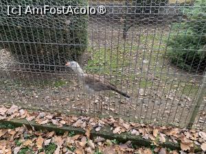 [P21] Zoo Târgu Mureș,o mâncătoare de șerpi » foto by AZE
 - 
<span class="allrVoted glyphicon glyphicon-heart hidden" id="av1397503"></span>
<a class="m-l-10 hidden" id="sv1397503" onclick="voting_Foto_DelVot(,1397503,17687)" role="button">șterge vot <span class="glyphicon glyphicon-remove"></span></a>
<a id="v91397503" class=" c-red"  onclick="voting_Foto_SetVot(1397503)" role="button"><span class="glyphicon glyphicon-heart-empty"></span> <b>LIKE</b> = Votează poza</a> <img class="hidden"  id="f1397503W9" src="/imagini/loader.gif" border="0" /><span class="AjErrMes hidden" id="e1397503ErM"></span>