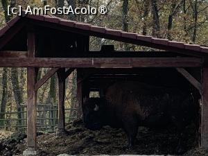 [P24] Zoo Târgu Mureș,bizonul cât casa.. » foto by AZE
 - 
<span class="allrVoted glyphicon glyphicon-heart hidden" id="av1397506"></span>
<a class="m-l-10 hidden" id="sv1397506" onclick="voting_Foto_DelVot(,1397506,17687)" role="button">șterge vot <span class="glyphicon glyphicon-remove"></span></a>
<a id="v91397506" class=" c-red"  onclick="voting_Foto_SetVot(1397506)" role="button"><span class="glyphicon glyphicon-heart-empty"></span> <b>LIKE</b> = Votează poza</a> <img class="hidden"  id="f1397506W9" src="/imagini/loader.gif" border="0" /><span class="AjErrMes hidden" id="e1397506ErM"></span>